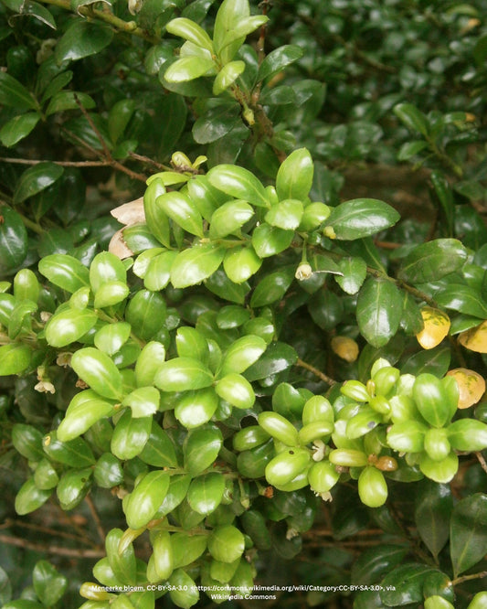 Säulen-Berg-Ilex – Ilex crenata 'Fastigiata'