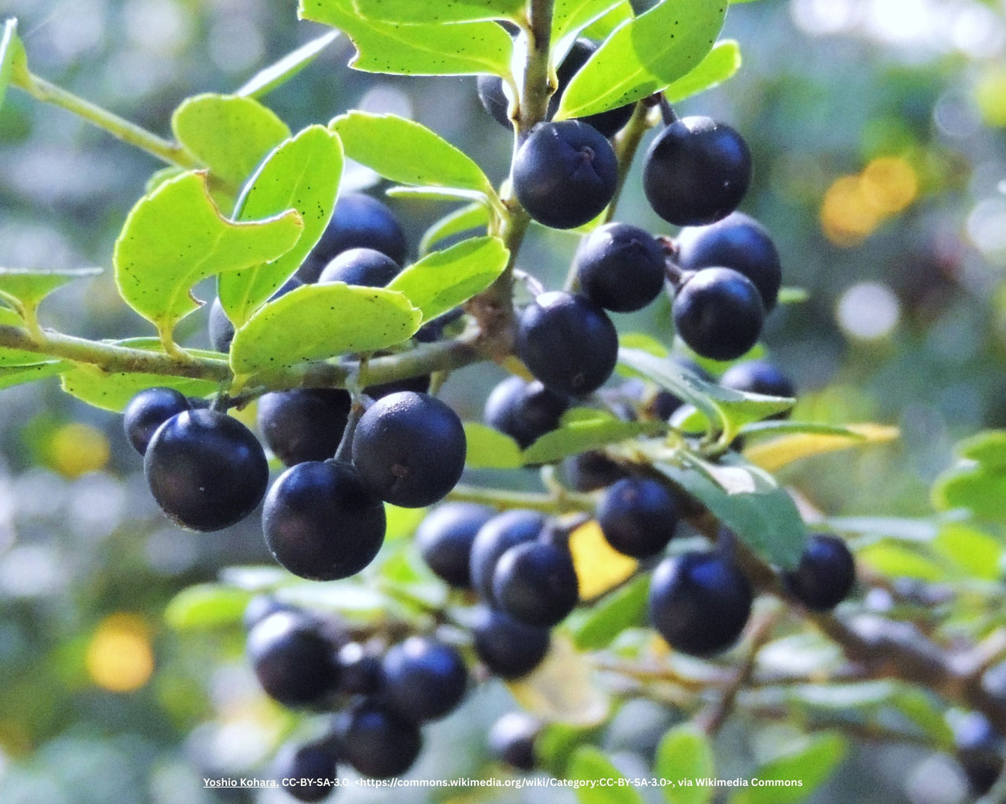 Säulen-Berg-Ilex – Ilex crenata 'Fastigiata'