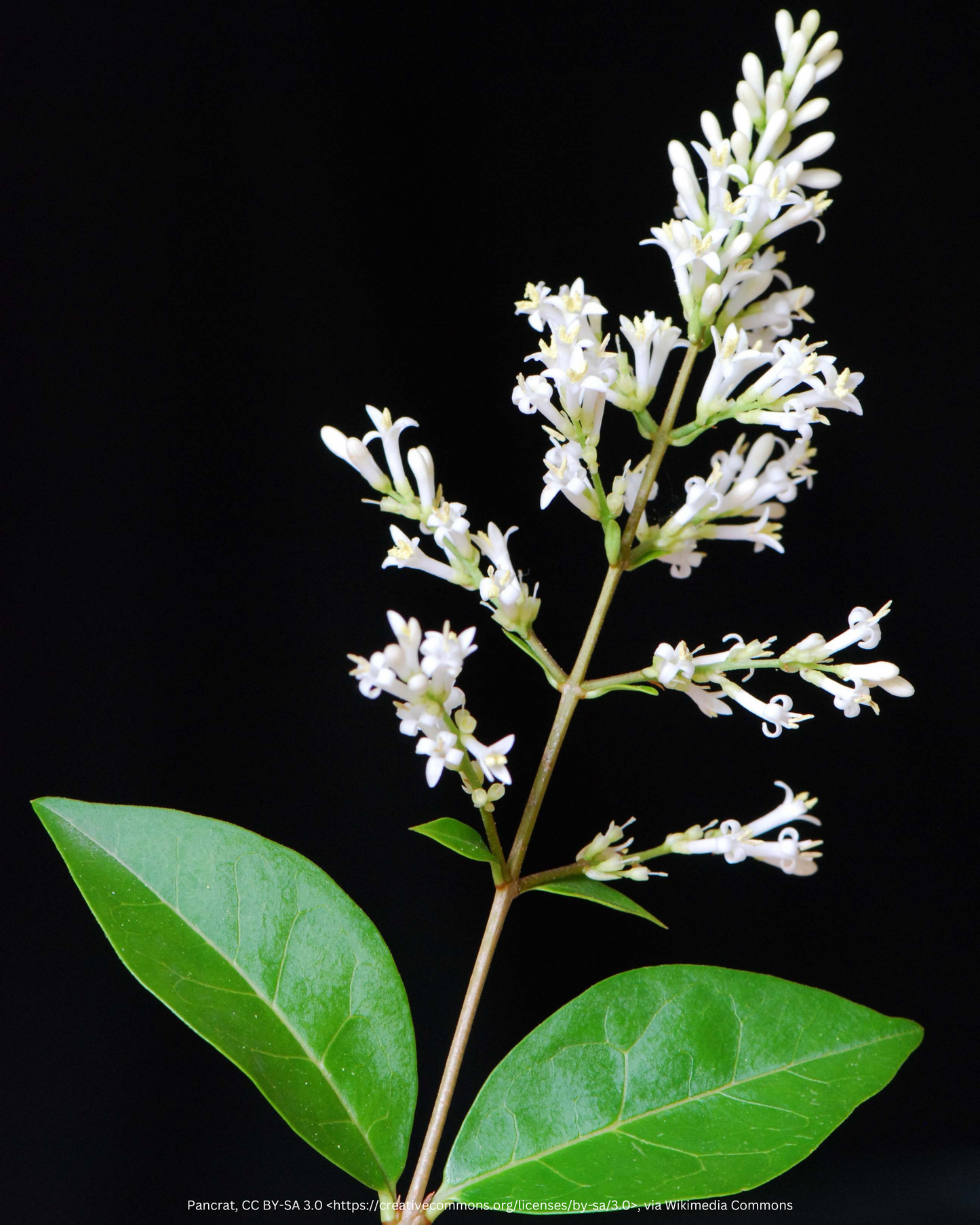 Ovalblättriger Liguster – Ligustrum ovalifolium