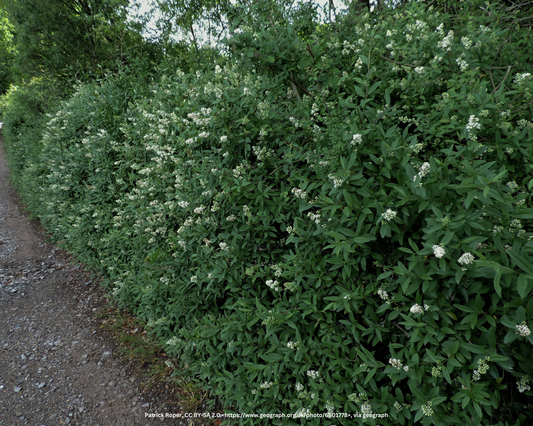 Schwarzgrüner Liguster – Ligustrum vulgare 'Atrovirens'