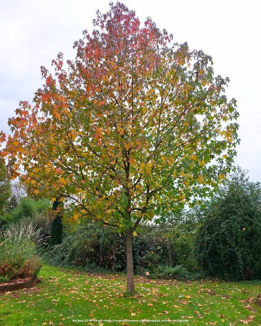 Amberbaum – Liquidambar styraciflua