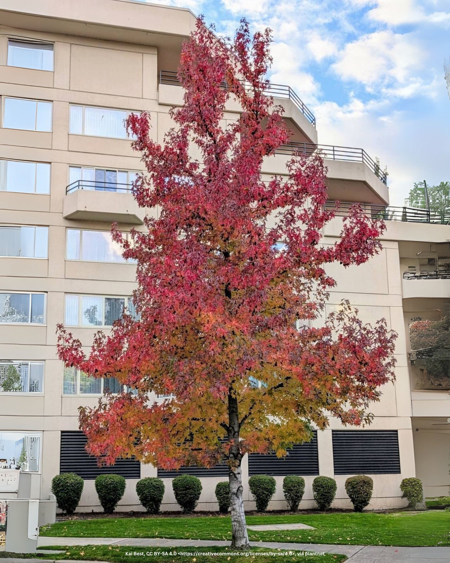 Amberbaum – Liquidambar styraciflua
