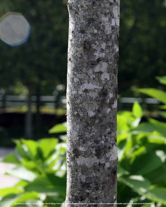 Säulen-Amberbaum – Liquidambar styraciflua 'Slender Silhouette'