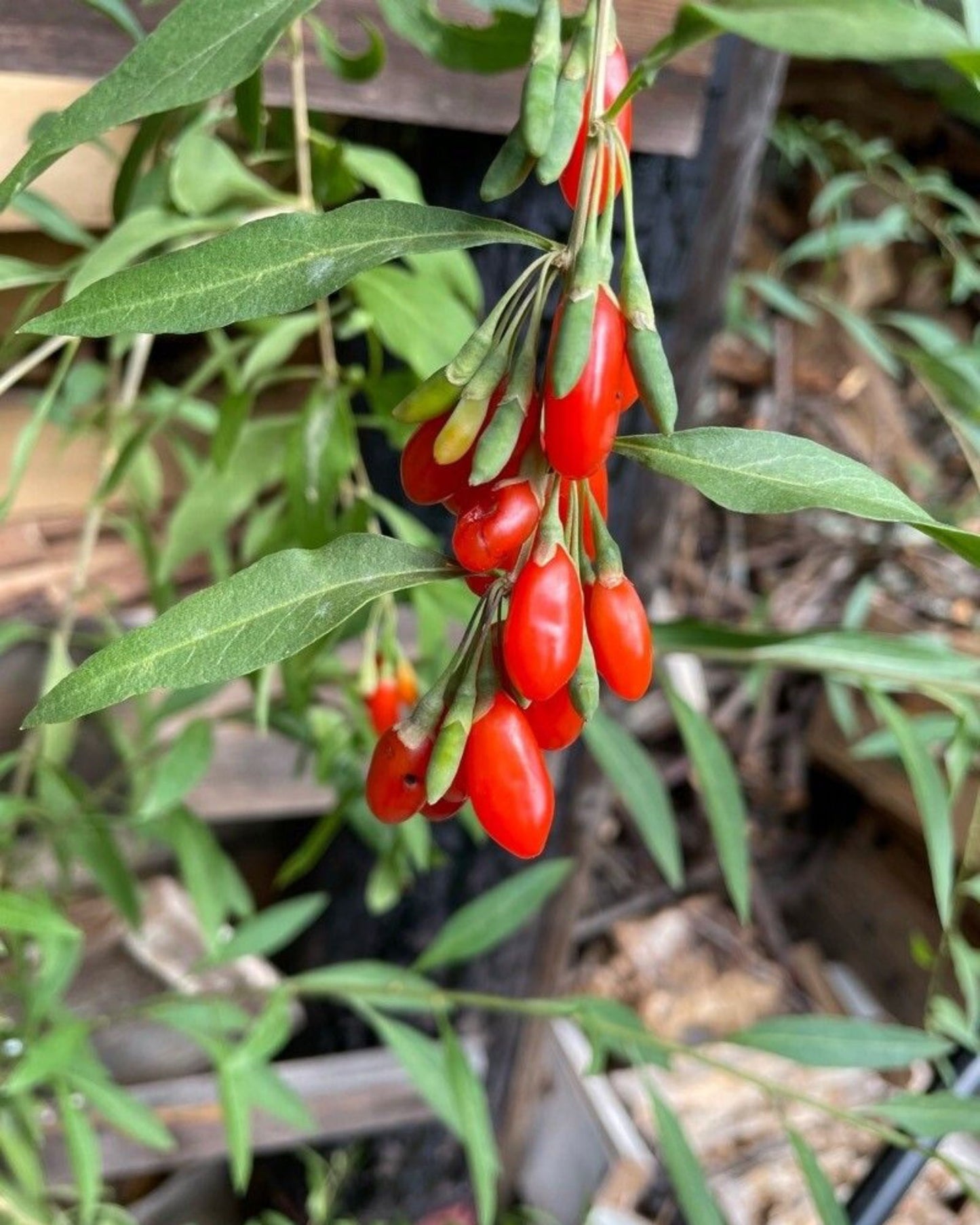Bocksdornstrauch – Lycium barbarum 'Goji-Beeren'