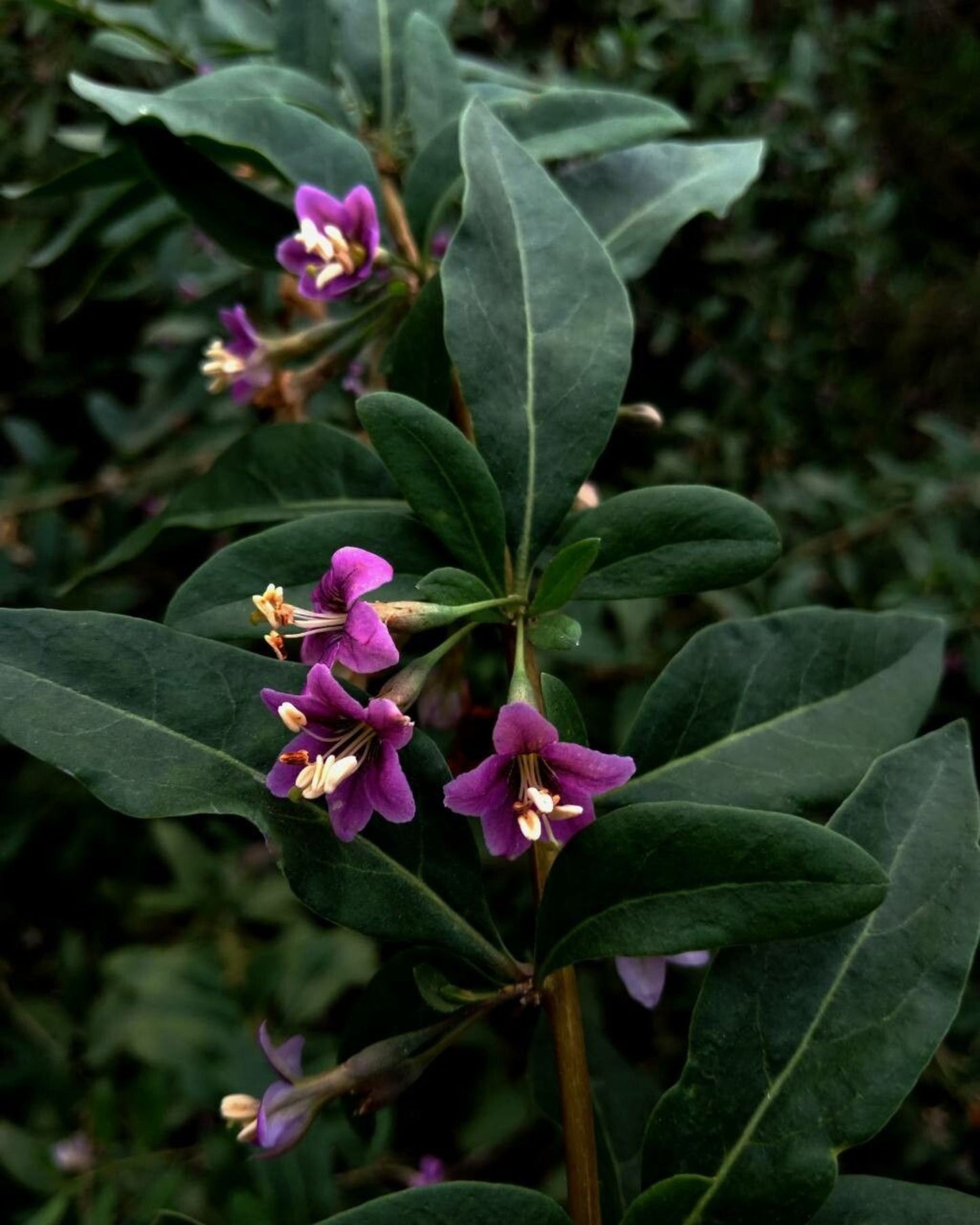 Bocksdornstrauch – Lycium barbarum 'Goji-Beeren'