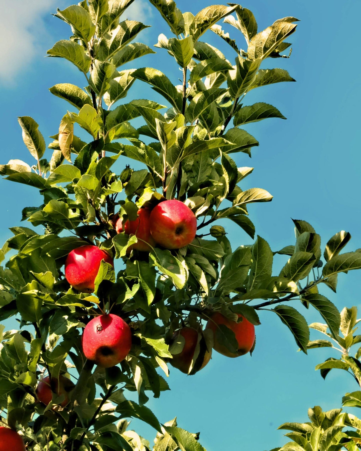 Apfelbaum – Malus domestica 'Santana'