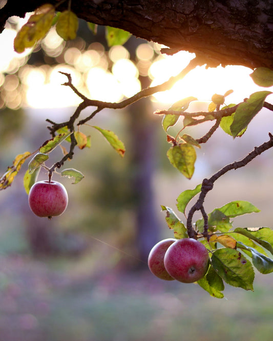Apfelbaum – Malus domestica 'Santana'