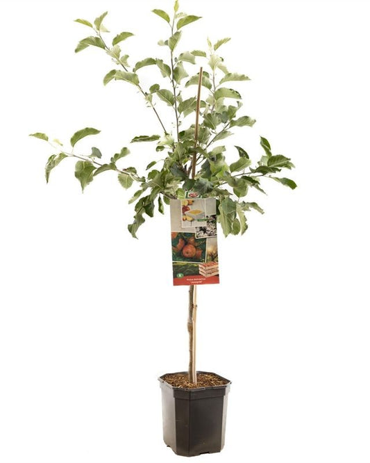Apfelbaum – Malus domestica 'Jonagold'