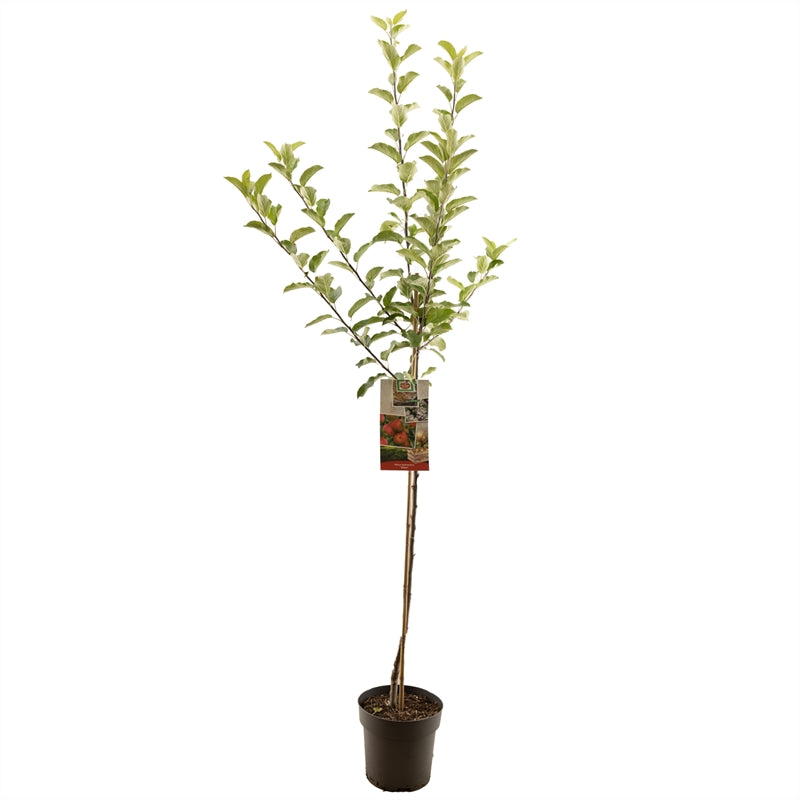 Apfelbaum – Malus domestica 'Elstar'