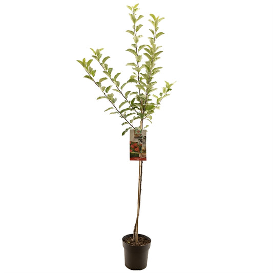 Apfelbaum – Malus domestica 'Elstar'