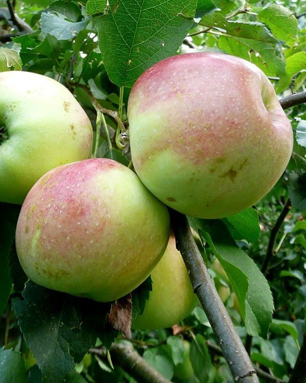 Apfelbaum – Malus domestica 'Florina'