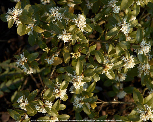 Frühlings-Duftblüte – Osmanthus × burkwoodii