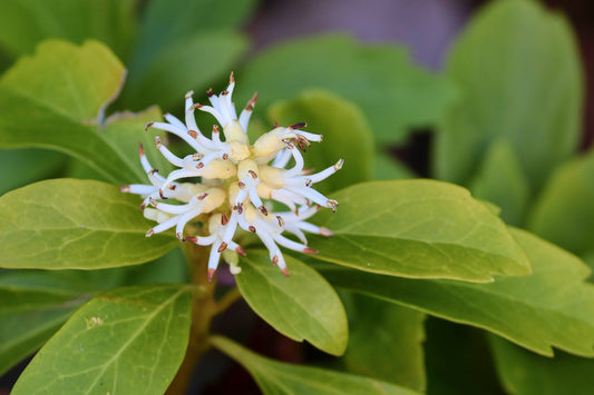 Ysander, Dickmännchen – Pachysandra terminalis