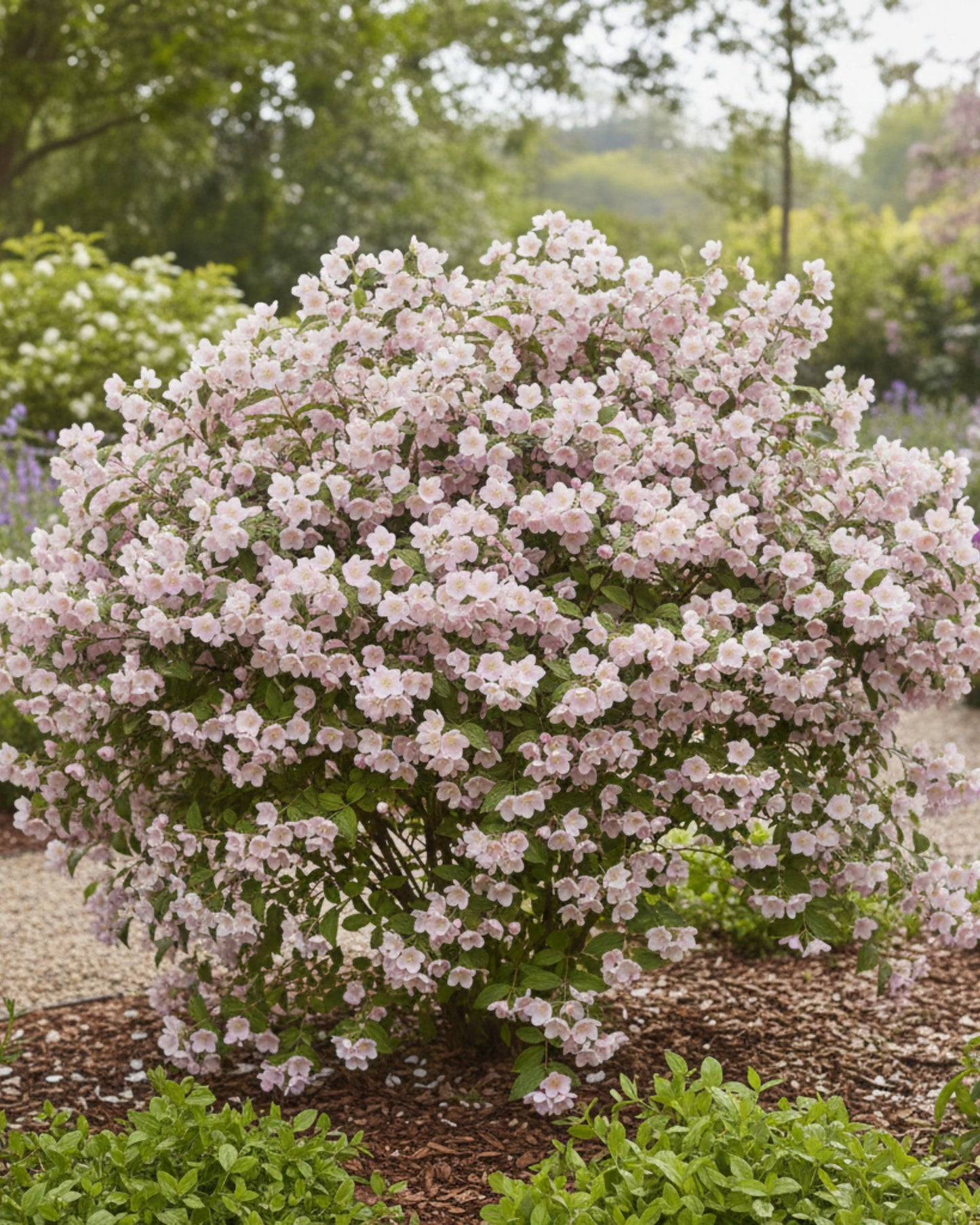 Philadelphus 'Petite Perfume Pink®'