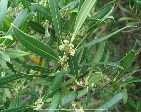 Schmalblättrige Steinlinde – Phillyrea angustifolia