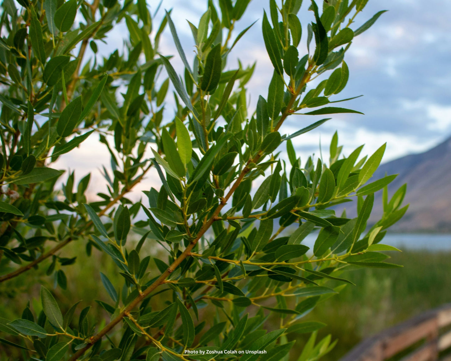 Schmalblättrige Steinlinde – Phillyrea angustifolia