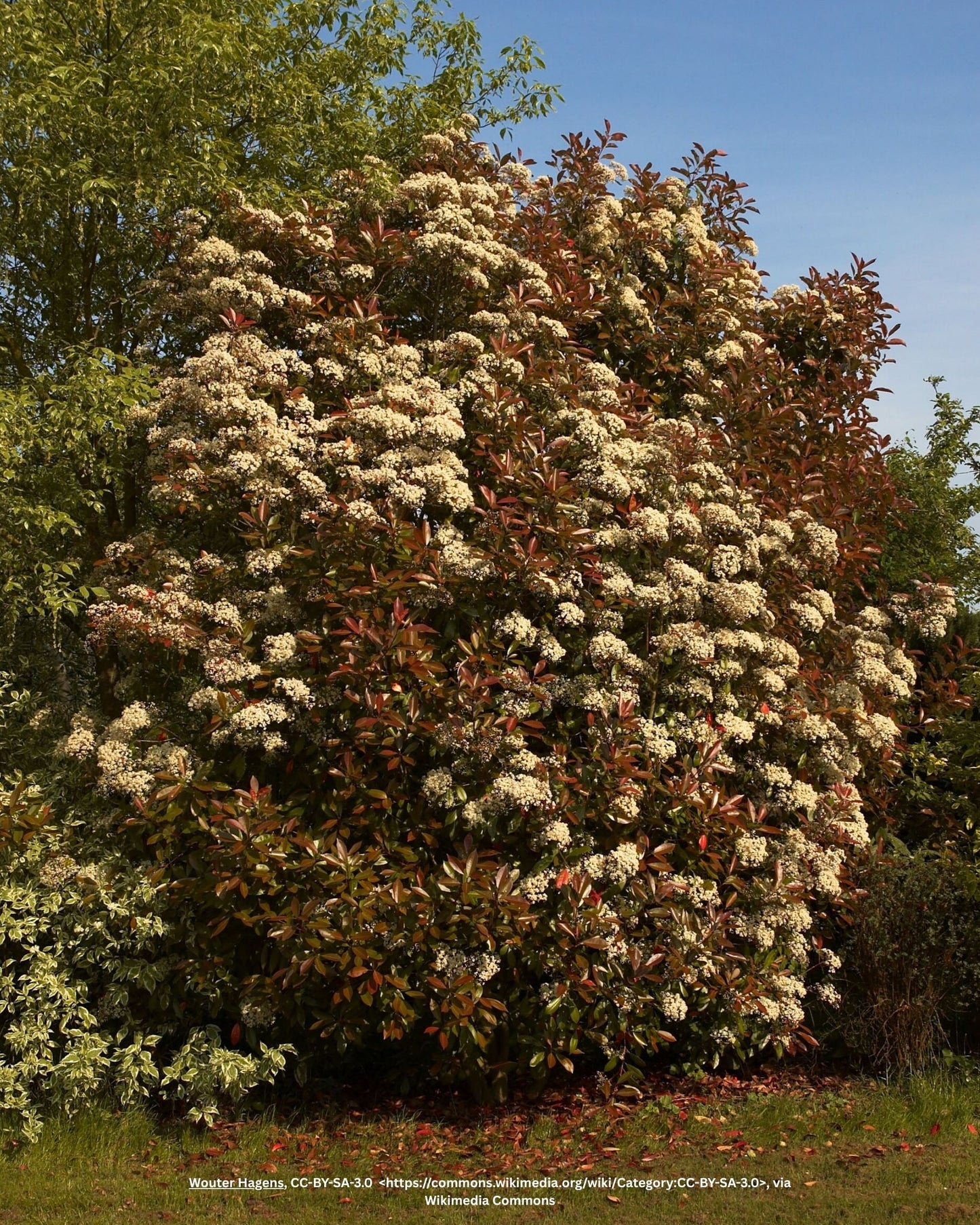 Bunte Glanzmispel – Photinia × fraseri 'Pink Marble'