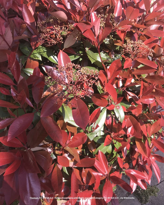 Bunte Glanzmispel – Photinia × fraseri 'Pink Marble'