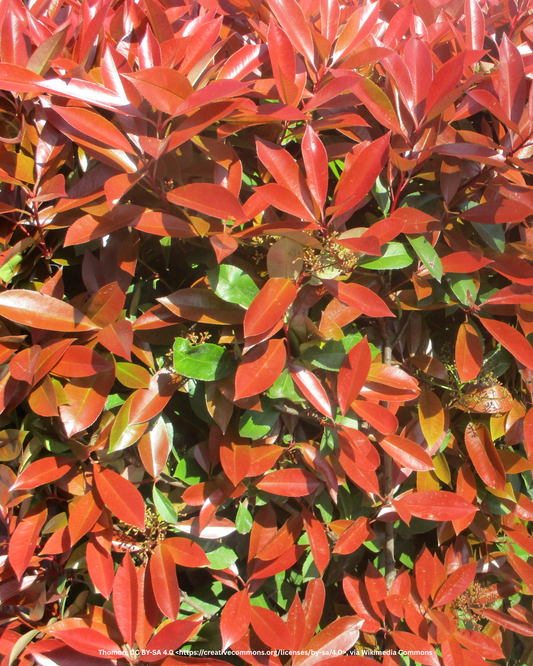 Glanzmispel – Photinia fraseri 'Red Robin'