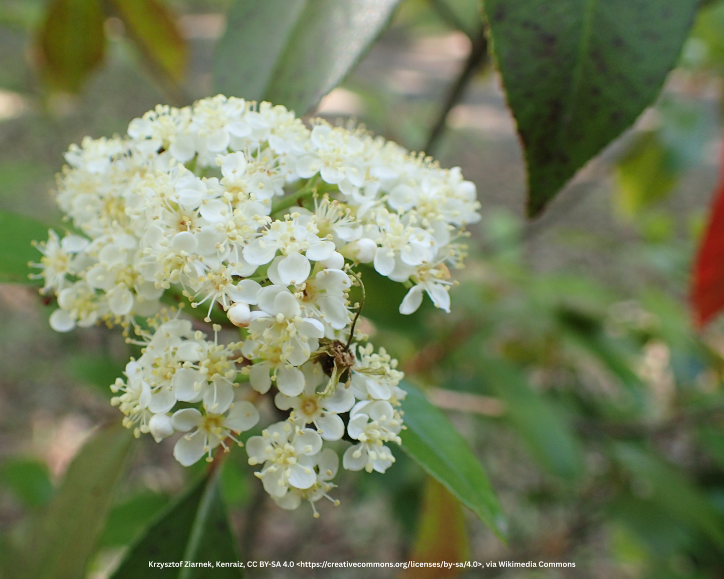 Glanzmispel – Photinia fraseri 'Red Robin'
