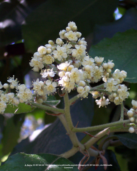 Kompakte Glanzmispel – Photinia × fraseri 'Robusta Compacta' (Solitär)