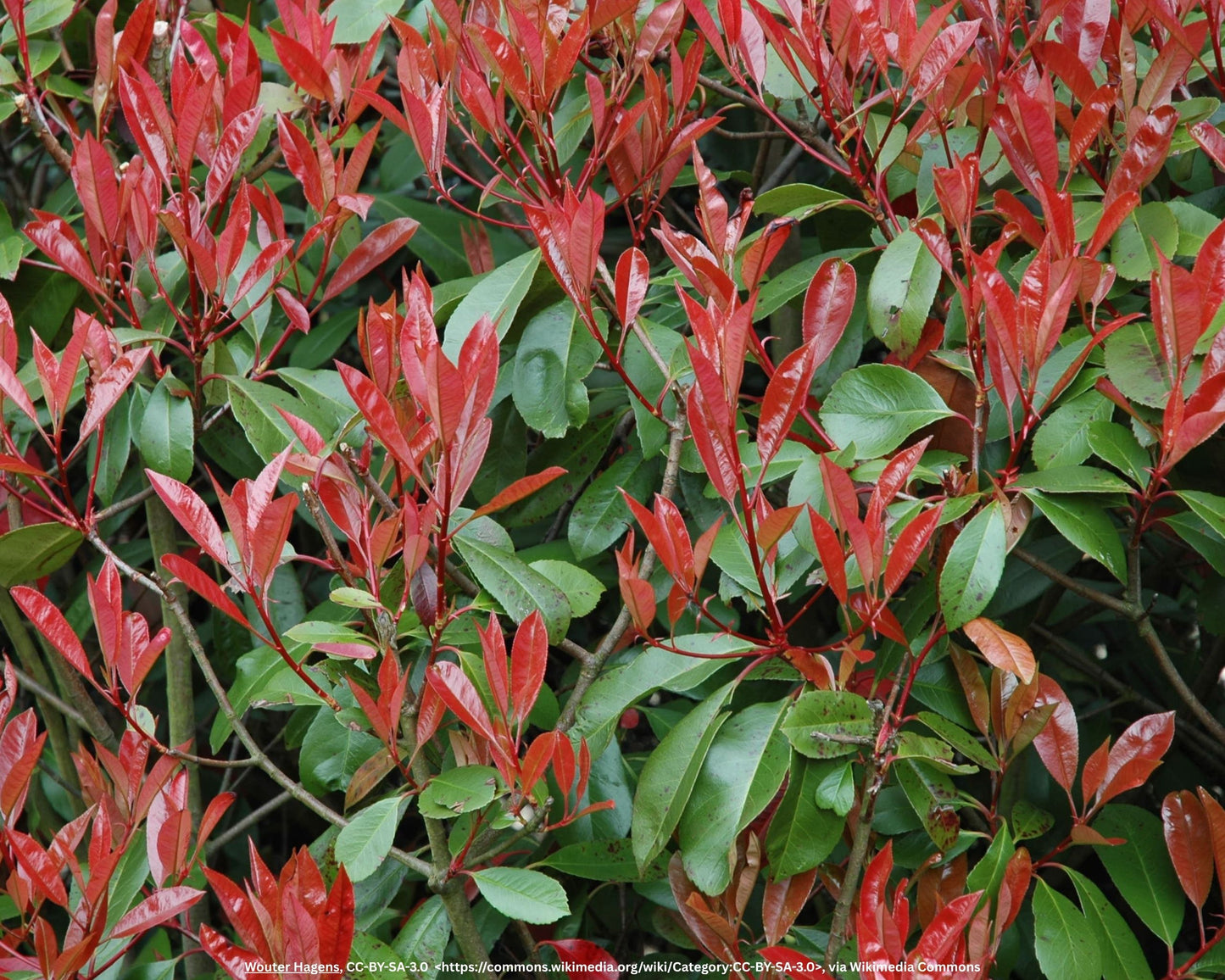 Kompakte Glanzmispel – Photinia × fraseri 'Robusta Compacta'