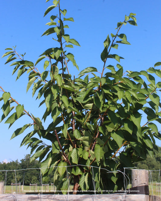 Kirschbaum – Prunus avium 'Regina'