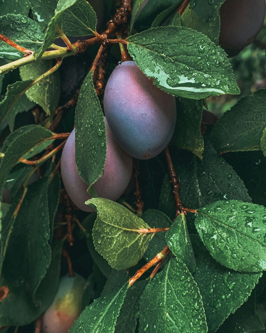 Pflaumenbaum – Prunus domestica 'Dabrovice'
