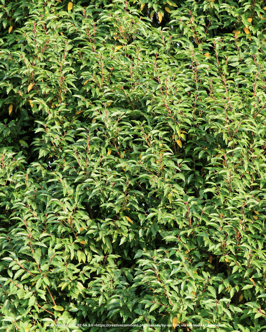 Portugiesischer Kirschlorbeer – Prunus lusitanica 'Angustifolia'