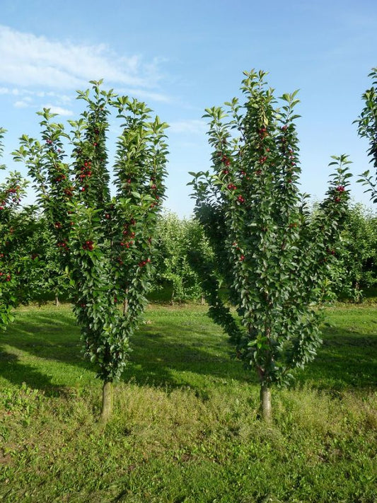 Säulen-Sauerkirsche – Prunus cerasus 'Jachim'
