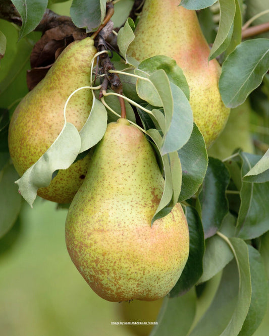 Birnbaum – Pyrus communis 'Conférence'