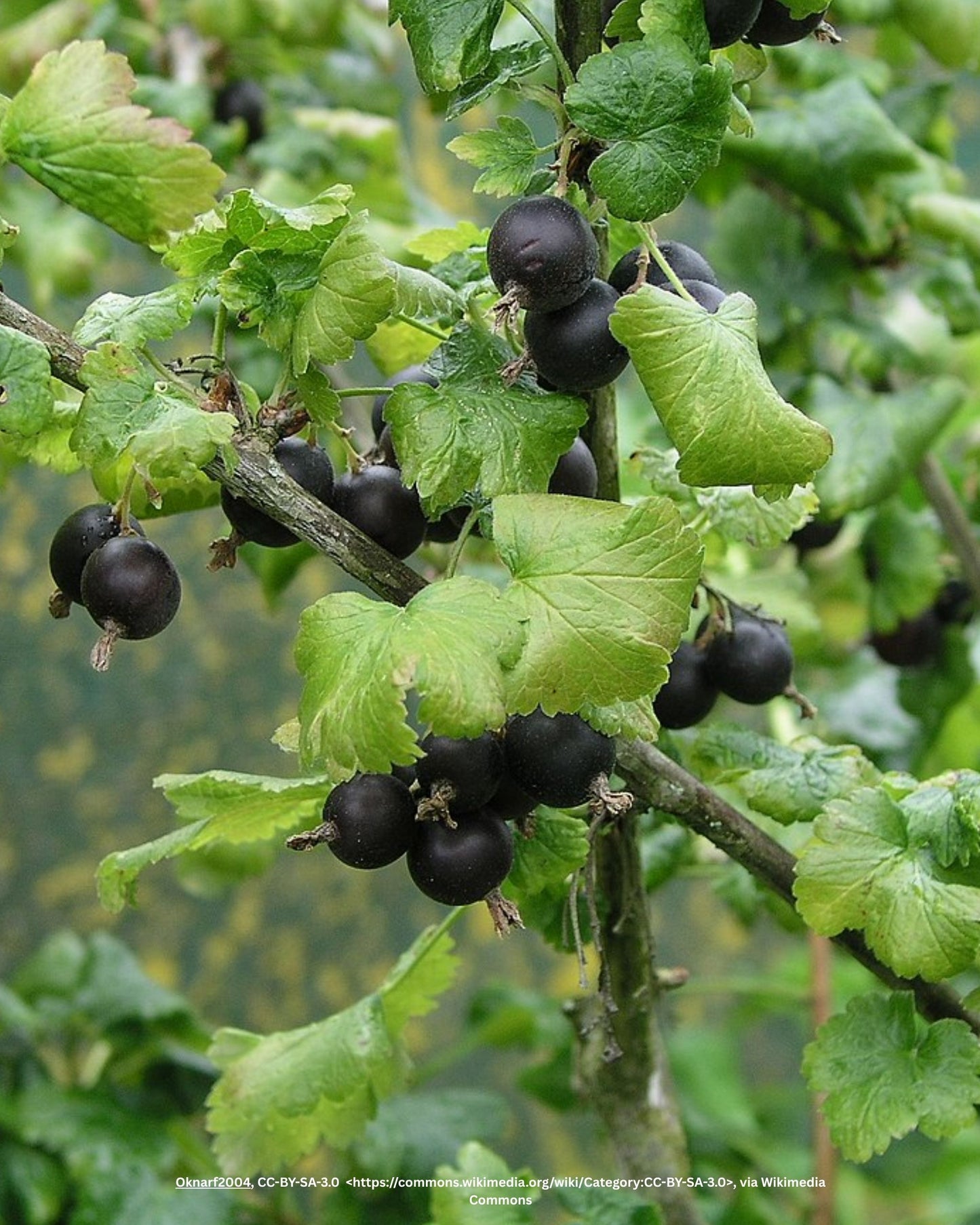 Jostabeere – Ribes × nidigrolaria