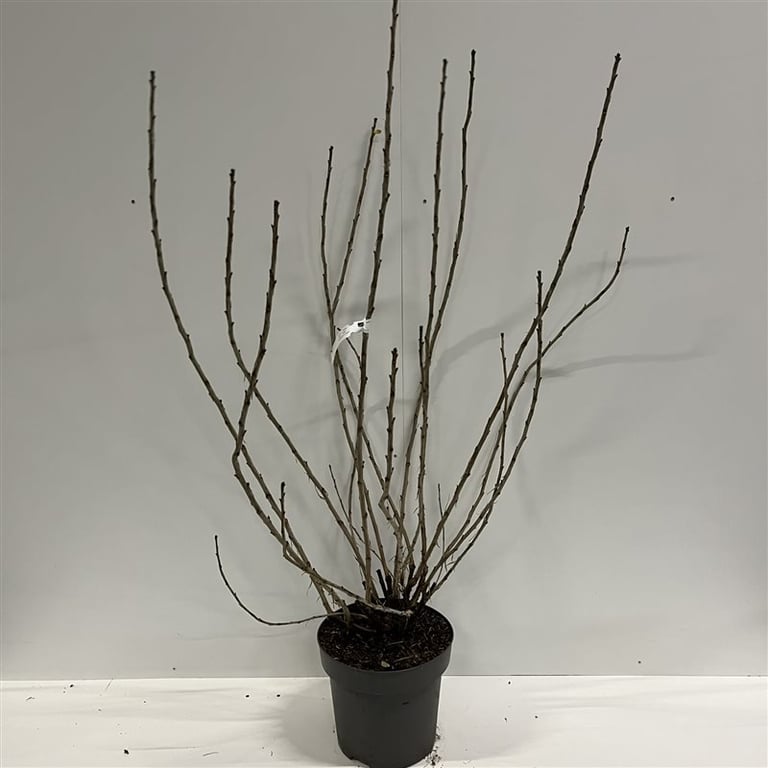 Johannisbeerenstrauch – Ribes rubrum 'Rolan'