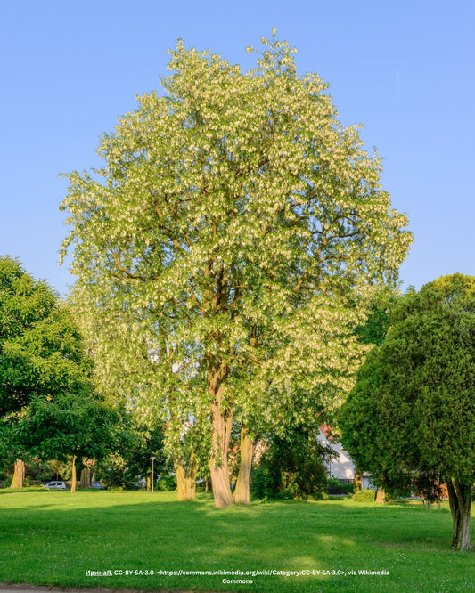 Kugelakazie, Kugelrobinie – Robinia pseudoacacia 'Umbraculifera'