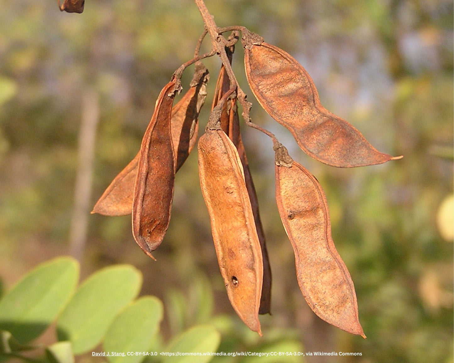 Kugelakazie, Kugelrobinie – Robinia pseudoacacia 'Umbraculifera'