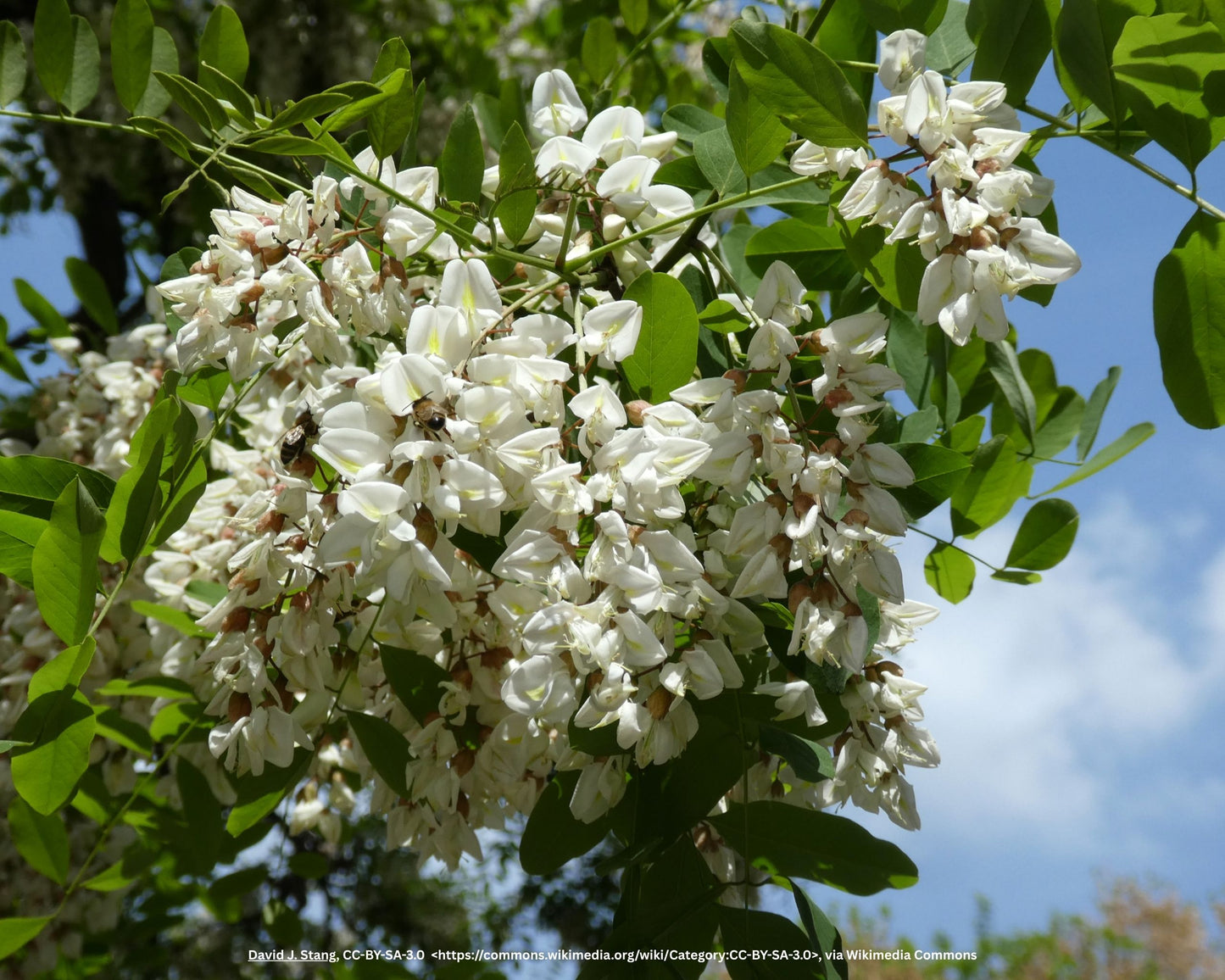 Kugelakazie, Kugelrobinie – Robinia pseudoacacia 'Umbraculifera'