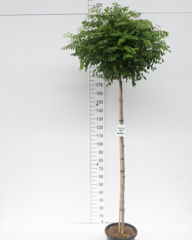 Kugelakazie, Kugelrobinie – Robinia pseudoacacia 'Umbraculifera' – Heinis  Baumschulen