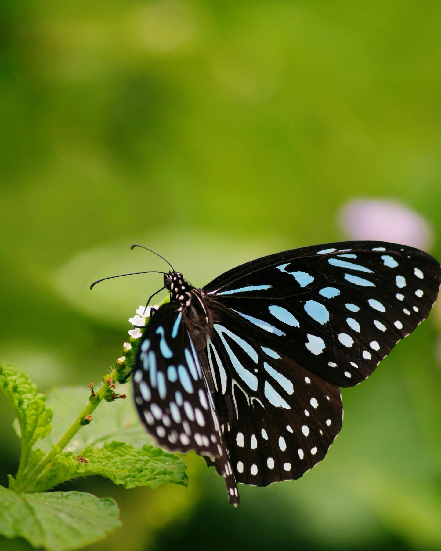 Schmetterlingsnährgehölze