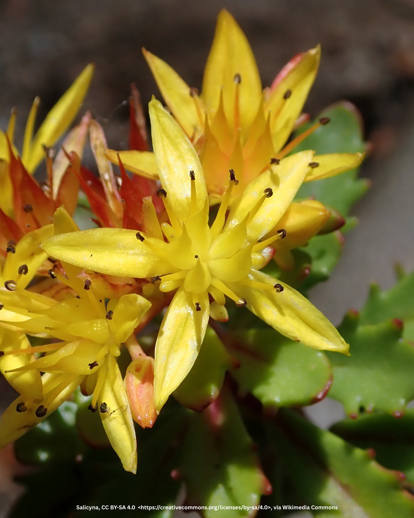 Fettblatt, Fetthenne – Sedum floriferum 'Weihenstephaner Gold'