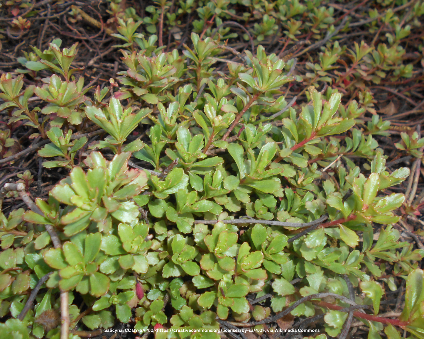 Fettblatt, Fetthenne – Sedum floriferum 'Weihenstephaner Gold'