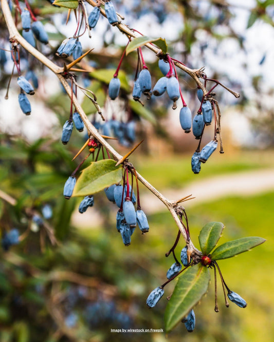 Schneeball – Viburnum davidii