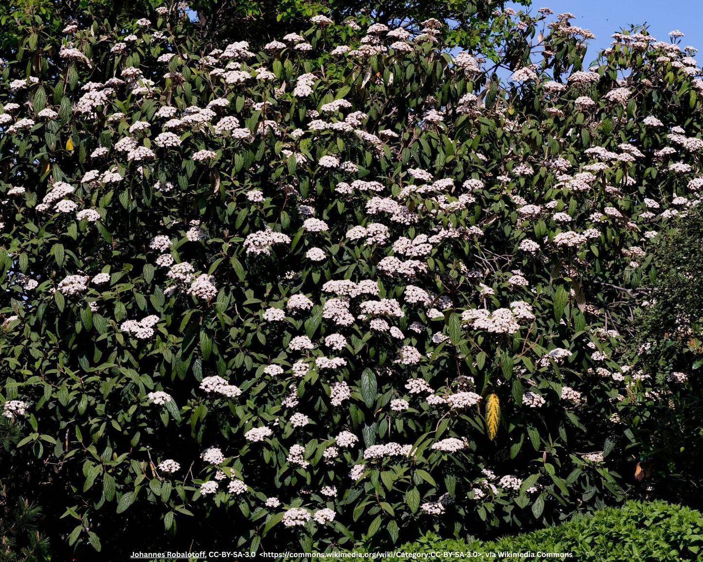 Runzelblättriger Schneeball – Viburnum rhytidophyllum Hemsl.