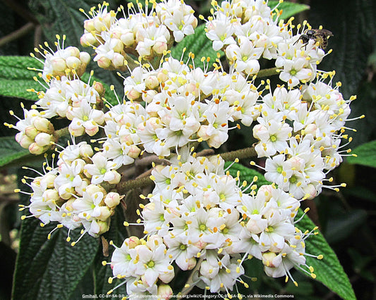 Runzelblättriger Schneeball – Viburnum rhytidophyllum Hemsl.