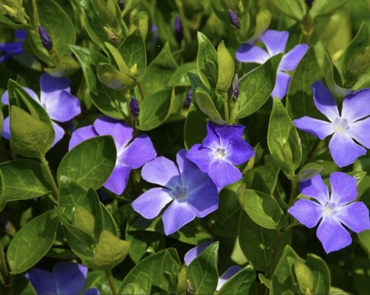 Kleines Immergrün – Vinca minor