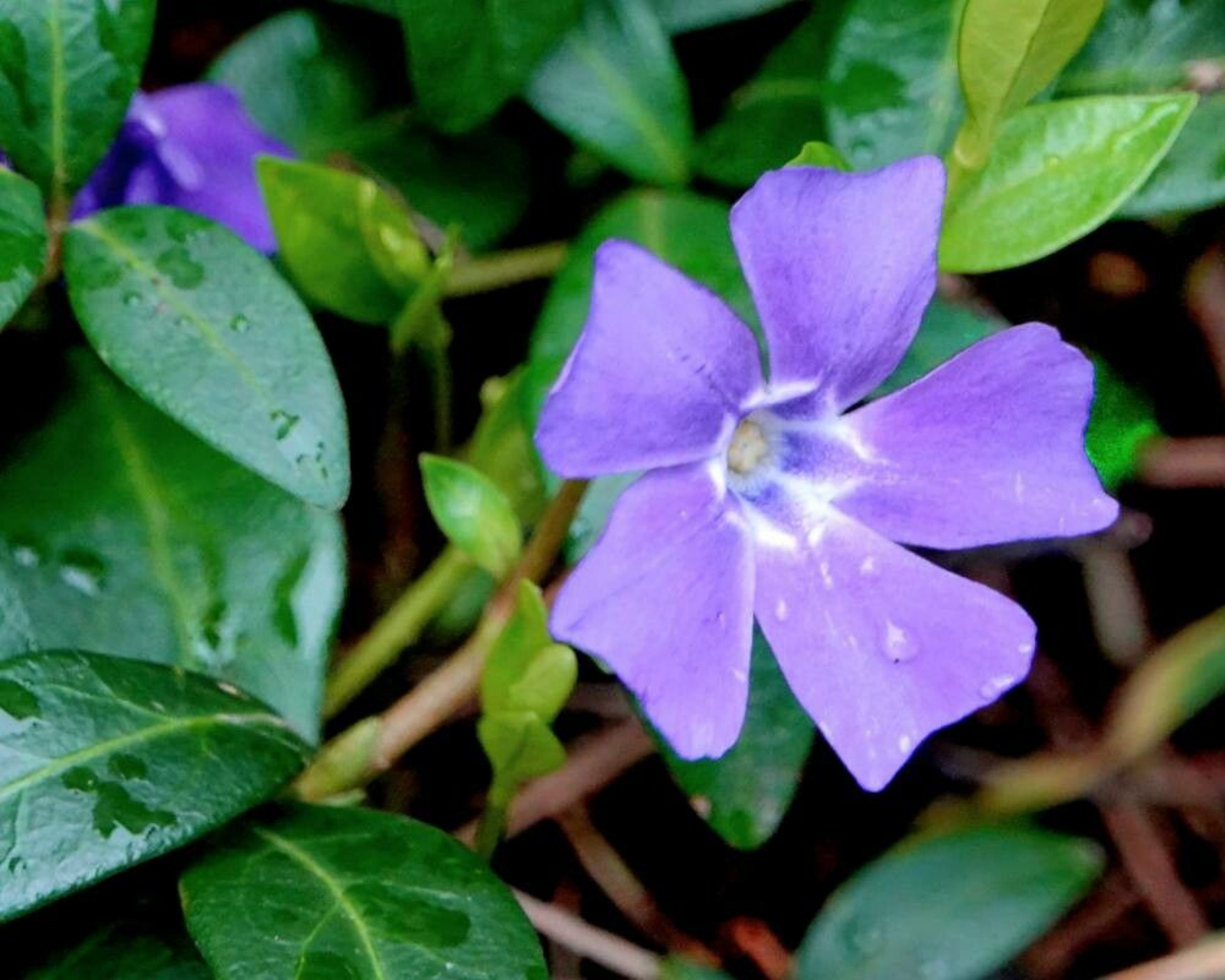 Kleines Immergrün – Vinca minor