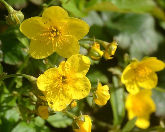 Waldsteinie, Golderdbeere – Waldsteinia ternata