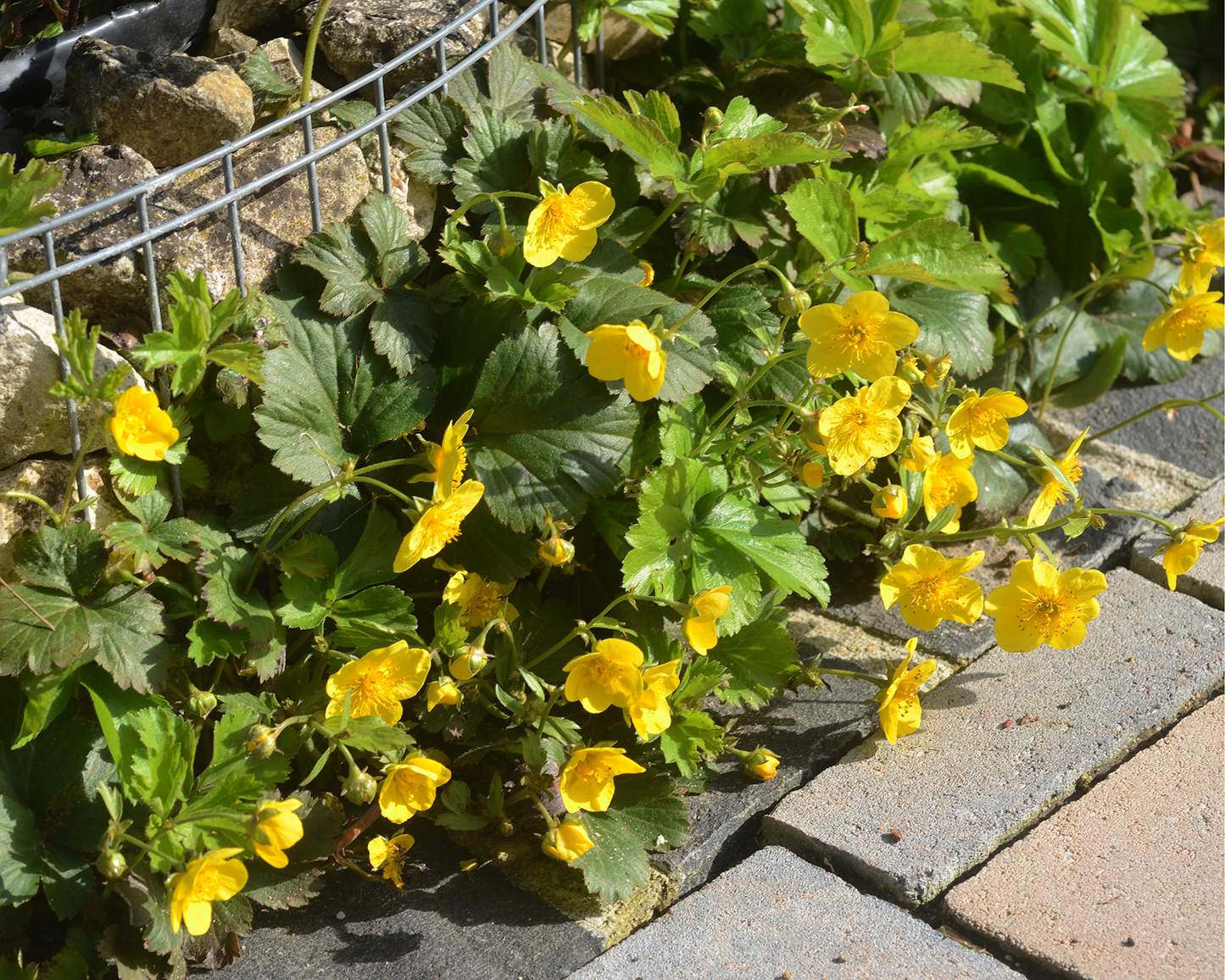 Waldsteinie, Golderdbeere – Waldsteinia ternata