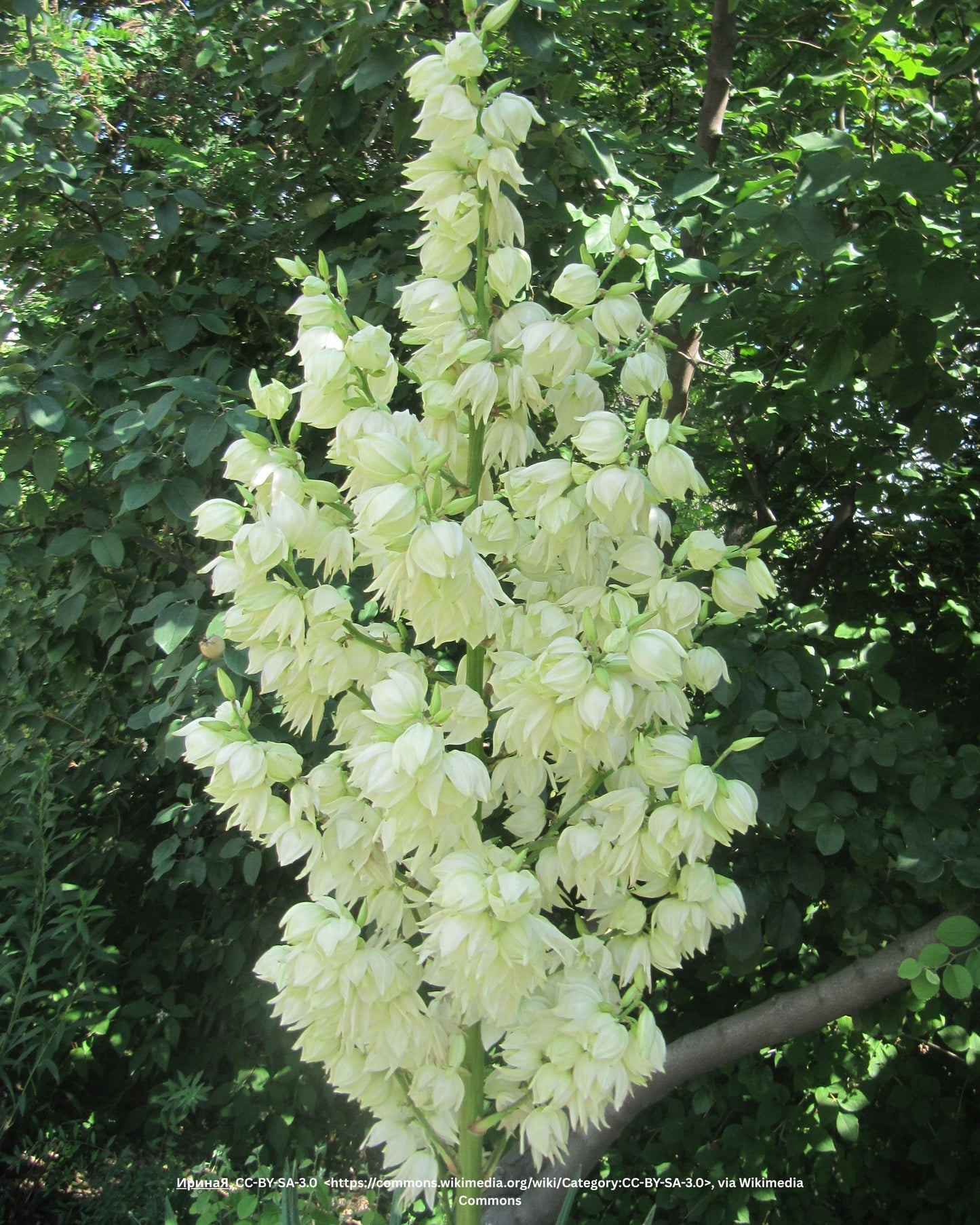 Fädige Palmlilie – Yucca filamentosa L.