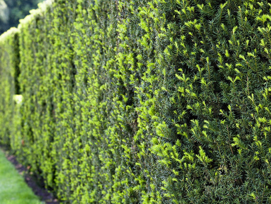 Heckenpflanzen als natürlicher Sichtschutz und Gartenbegrenzung