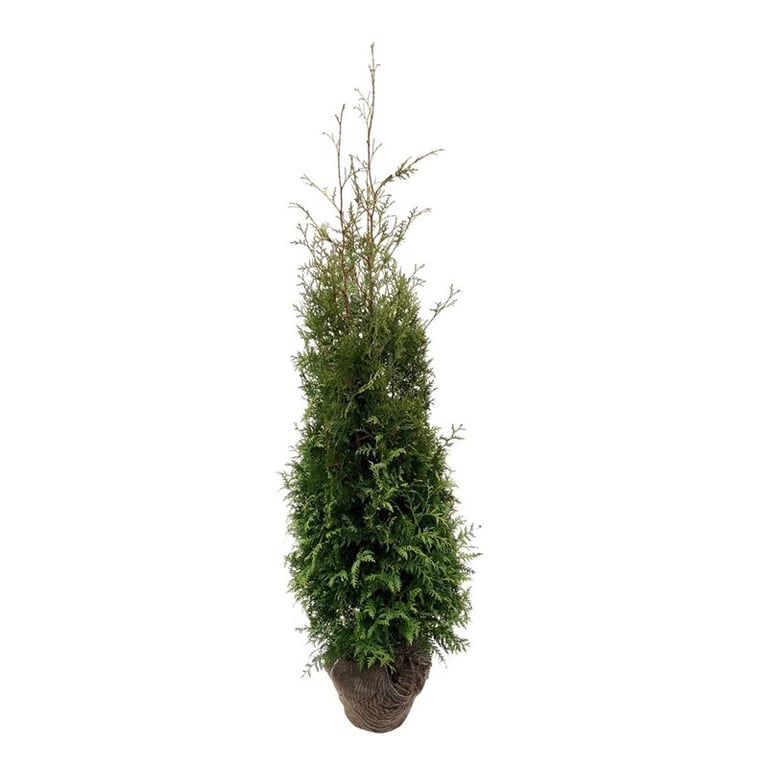 Abendländischer Lebensbaum – Thuja occidentalis 'Brabant'